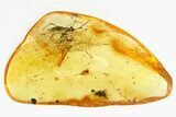 Detailed Fossil Daddy Long-Leg and Springtail in Baltic Amber #307711-1